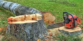 Best Arborist Consultation Services  in Heber, CA