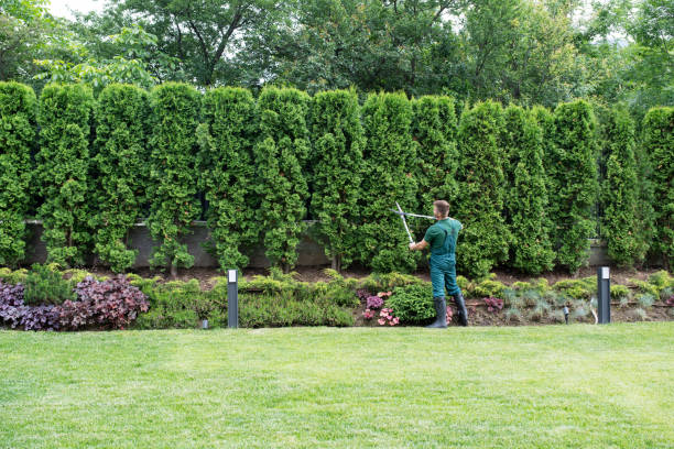 Professional Tree Removal in Heber, CA