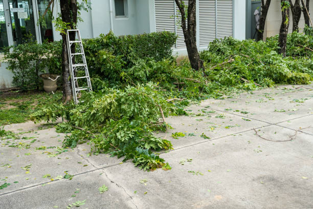 Best Tree Removal  in Heber, CA