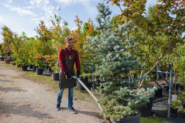 Best Root Management and Removal  in Heber, CA