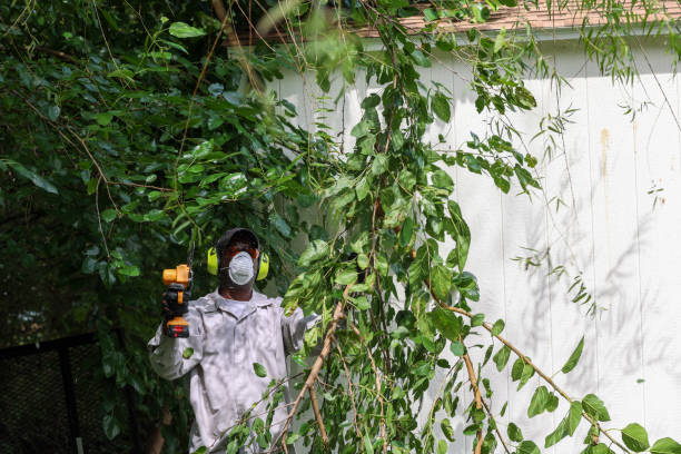 Best Tree Health Inspection  in Heber, CA